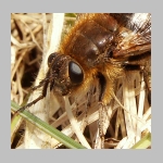 Tachina ursina - Raupenfliege 05.jpg